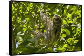 Central America, Costa Rica. Male Juvenile Three Toed Sloth in Tree-Jaynes Gallery-Framed Stretched Canvas