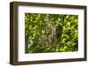 Central America, Costa Rica. Male Juvenile Three Toed Sloth in Tree-Jaynes Gallery-Framed Photographic Print