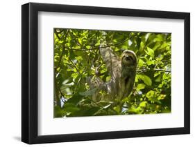 Central America, Costa Rica. Male Juvenile Three Toed Sloth in Tree-Jaynes Gallery-Framed Photographic Print