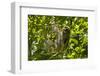 Central America, Costa Rica. Male Juvenile Three Toed Sloth in Tree-Jaynes Gallery-Framed Photographic Print