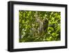 Central America, Costa Rica. Male Juvenile Three Toed Sloth in Tree-Jaynes Gallery-Framed Premium Photographic Print
