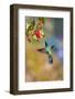 Central America, Costa Rica. Male lesser violetear hummingbird feeding.-Jaynes Gallery-Framed Photographic Print