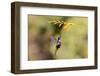 Central America, Costa Rica. Male talamanca hummingbird feeding.-Jaynes Gallery-Framed Photographic Print