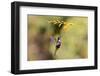 Central America, Costa Rica. Male talamanca hummingbird feeding.-Jaynes Gallery-Framed Photographic Print