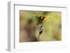 Central America, Costa Rica. Male talamanca hummingbird feeding.-Jaynes Gallery-Framed Photographic Print