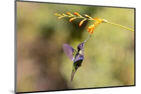 Central America, Costa Rica. Male talamanca hummingbird feeding.-Jaynes Gallery-Mounted Photographic Print