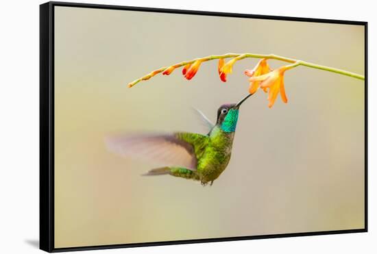 Central America, Costa Rica. Male talamanca hummingbird feeding.-Jaynes Gallery-Framed Stretched Canvas