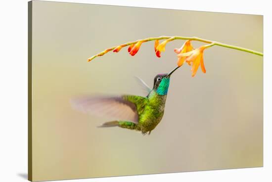 Central America, Costa Rica. Male talamanca hummingbird feeding.-Jaynes Gallery-Stretched Canvas