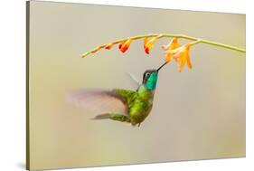 Central America, Costa Rica. Male talamanca hummingbird feeding.-Jaynes Gallery-Stretched Canvas