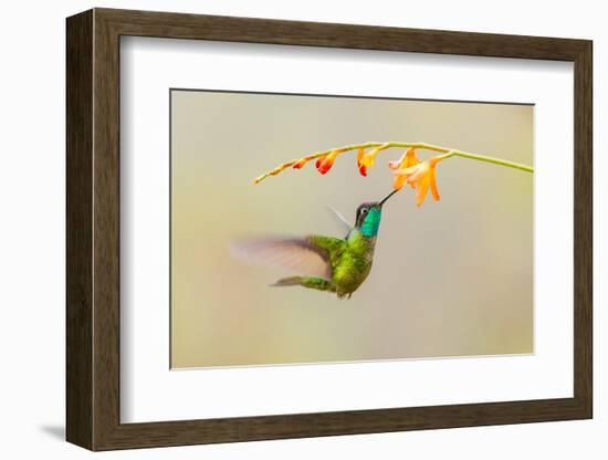 Central America, Costa Rica. Male talamanca hummingbird feeding.-Jaynes Gallery-Framed Photographic Print