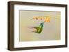 Central America, Costa Rica. Male talamanca hummingbird feeding.-Jaynes Gallery-Framed Photographic Print