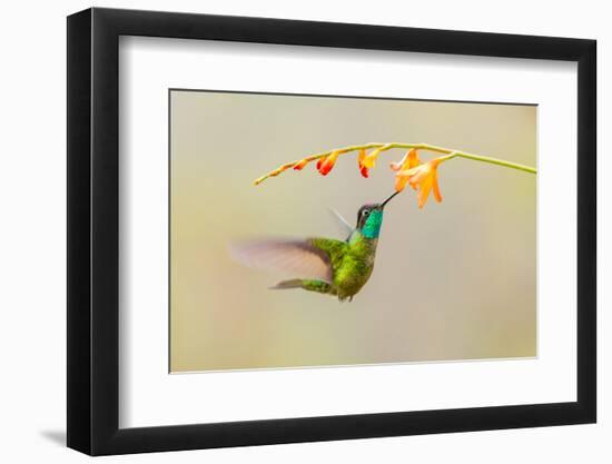 Central America, Costa Rica. Male talamanca hummingbird feeding.-Jaynes Gallery-Framed Photographic Print