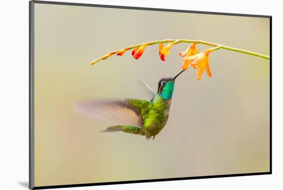 Central America, Costa Rica. Male talamanca hummingbird feeding.-Jaynes Gallery-Mounted Photographic Print