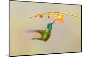 Central America, Costa Rica. Male talamanca hummingbird feeding.-Jaynes Gallery-Mounted Photographic Print