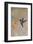 Central America, Costa Rica. Male talamanca hummingbird feeding.-Jaynes Gallery-Framed Photographic Print