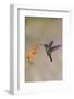 Central America, Costa Rica. Male talamanca hummingbird feeding.-Jaynes Gallery-Framed Photographic Print