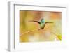 Central America, Costa Rica. Male talamanca hummingbird.-Jaynes Gallery-Framed Photographic Print