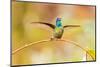 Central America, Costa Rica. Male talamanca hummingbird.-Jaynes Gallery-Mounted Photographic Print