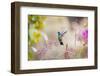 Central America, Costa Rica. Male talamanca hummingbird.-Jaynes Gallery-Framed Photographic Print