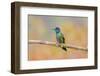 Central America, Costa Rica. Male talamanca hummingbird.-Jaynes Gallery-Framed Photographic Print