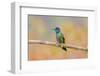 Central America, Costa Rica. Male talamanca hummingbird.-Jaynes Gallery-Framed Photographic Print