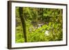 Central America, Costa Rica. Monte Verde, La Paz River, Rain Forest-Jaynes Gallery-Framed Photographic Print