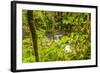 Central America, Costa Rica. Monte Verde, La Paz River, Rain Forest-Jaynes Gallery-Framed Photographic Print