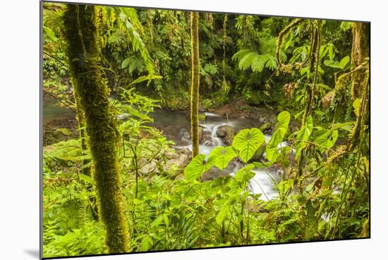 Central America, Costa Rica. Monte Verde, La Paz River, Rain Forest-Jaynes Gallery-Mounted Photographic Print