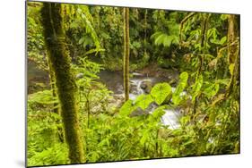 Central America, Costa Rica. Monte Verde, La Paz River, Rain Forest-Jaynes Gallery-Mounted Photographic Print