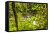 Central America, Costa Rica. Monte Verde, La Paz River, Rain Forest-Jaynes Gallery-Framed Stretched Canvas