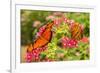 Central America, Costa Rica, Monteverde Cloud Forest Biological Reserve. Butterflies on Flower-Jaynes Gallery-Framed Photographic Print