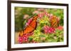 Central America, Costa Rica, Monteverde Cloud Forest Biological Reserve. Butterflies on Flower-Jaynes Gallery-Framed Photographic Print
