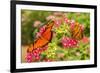 Central America, Costa Rica, Monteverde Cloud Forest Biological Reserve. Butterflies on Flower-Jaynes Gallery-Framed Photographic Print