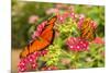 Central America, Costa Rica, Monteverde Cloud Forest Biological Reserve. Butterflies on Flower-Jaynes Gallery-Mounted Photographic Print