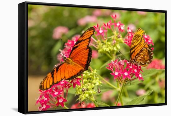 Central America, Costa Rica, Monteverde Cloud Forest Biological Reserve. Butterflies on Flower-Jaynes Gallery-Framed Stretched Canvas