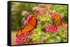 Central America, Costa Rica, Monteverde Cloud Forest Biological Reserve. Butterflies on Flower-Jaynes Gallery-Framed Stretched Canvas