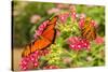 Central America, Costa Rica, Monteverde Cloud Forest Biological Reserve. Butterflies on Flower-Jaynes Gallery-Stretched Canvas