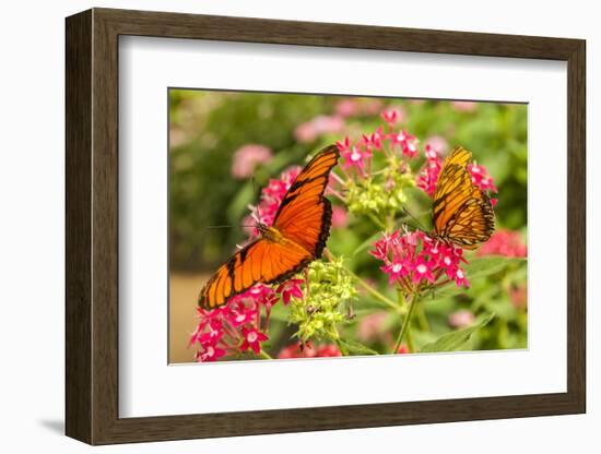 Central America, Costa Rica, Monteverde Cloud Forest Biological Reserve. Butterflies on Flower-Jaynes Gallery-Framed Photographic Print