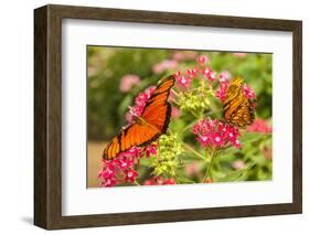 Central America, Costa Rica, Monteverde Cloud Forest Biological Reserve. Butterflies on Flower-Jaynes Gallery-Framed Photographic Print