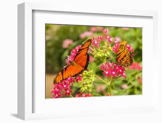Central America, Costa Rica, Monteverde Cloud Forest Biological Reserve. Butterflies on Flower-Jaynes Gallery-Framed Photographic Print
