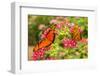 Central America, Costa Rica, Monteverde Cloud Forest Biological Reserve. Butterflies on Flower-Jaynes Gallery-Framed Photographic Print