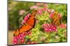 Central America, Costa Rica, Monteverde Cloud Forest Biological Reserve. Butterflies on Flower-Jaynes Gallery-Mounted Photographic Print