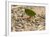 Central America, Costa Rica, Monteverde Cloud Forest Biological Reserve-Jaynes Gallery-Framed Photographic Print