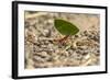 Central America, Costa Rica, Monteverde Cloud Forest Biological Reserve-Jaynes Gallery-Framed Photographic Print