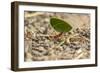 Central America, Costa Rica, Monteverde Cloud Forest Biological Reserve-Jaynes Gallery-Framed Photographic Print