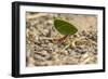 Central America, Costa Rica, Monteverde Cloud Forest Biological Reserve-Jaynes Gallery-Framed Photographic Print