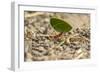 Central America, Costa Rica, Monteverde Cloud Forest Biological Reserve-Jaynes Gallery-Framed Photographic Print