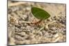 Central America, Costa Rica, Monteverde Cloud Forest Biological Reserve-Jaynes Gallery-Mounted Photographic Print