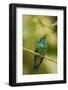 Central America, Costa Rica, Monteverde Cloud Forest Biological Reserve-Jaynes Gallery-Framed Photographic Print