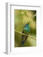 Central America, Costa Rica, Monteverde Cloud Forest Biological Reserve-Jaynes Gallery-Framed Photographic Print